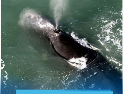 Mês da Baleia Franca como a restrição do turismo tornou Santa Catarina em referência mundial em conservação