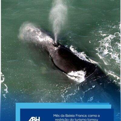 Mês da Baleia Franca como a restrição do turismo tornou Santa Catarina em referência mundial em conservação