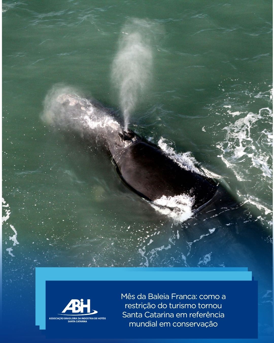 Mês da Baleia Franca como a restrição do turismo tornou Santa Catarina em referência mundial em conservação